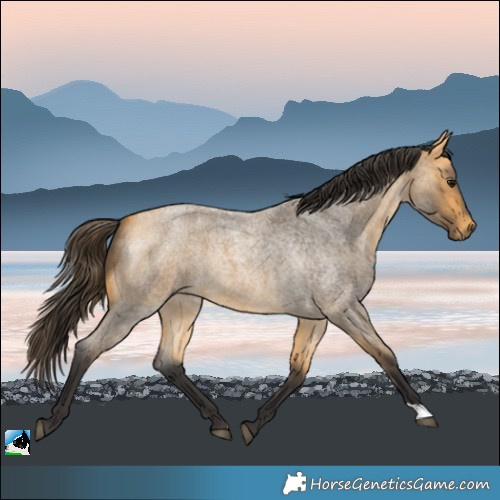 Horse Color:Buckskin Roan 
