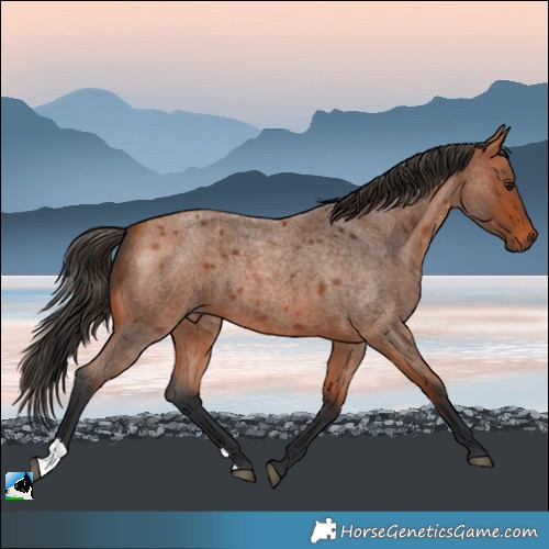Horse Color:Bay Roan 
