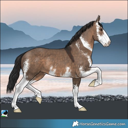 Horse Color:Brown Dun Sabino