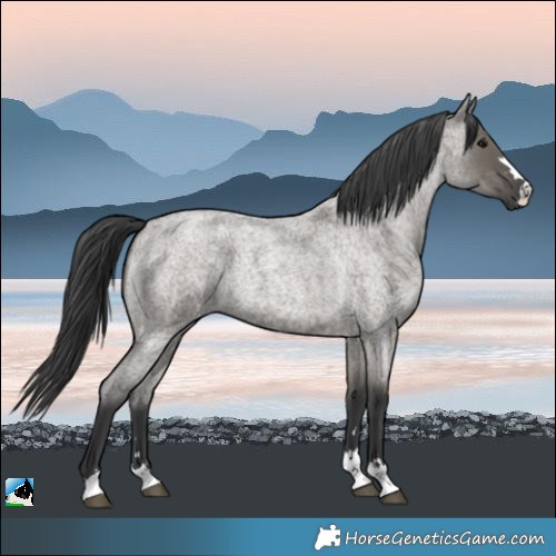 Horse Color:Grullo Roan 
