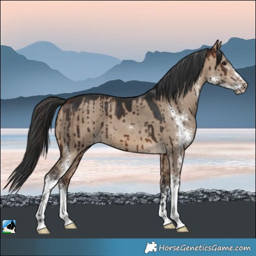 Horse Color:Brown Dun Sabino Brindle