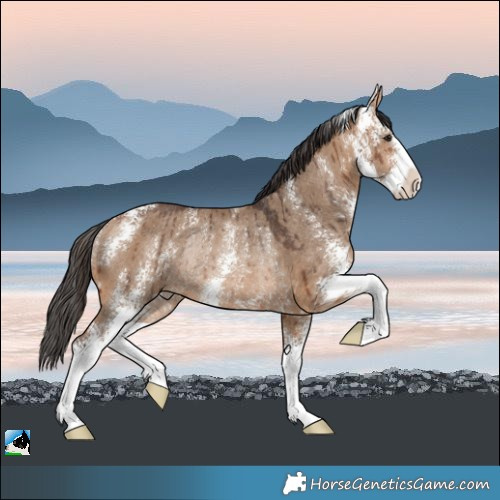 Horse Color:Bay Dun Sabino Rabicano Brindle 