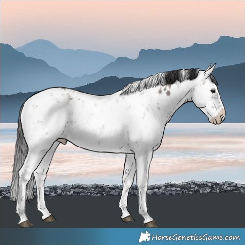 Horse Color:Smoky Grullo Sabino