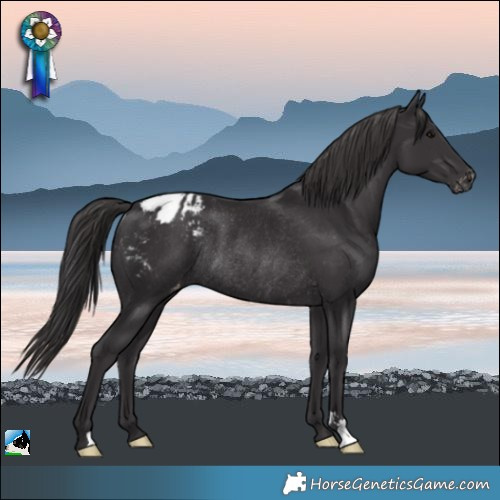 Horse Color:Smoky Black Appaloosa Rabicano 