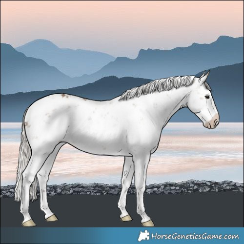 Horse Color:Silver Brown Dun Sabino