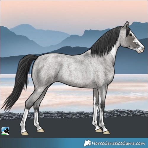 Horse Color:Grullo Roan Sabino 
