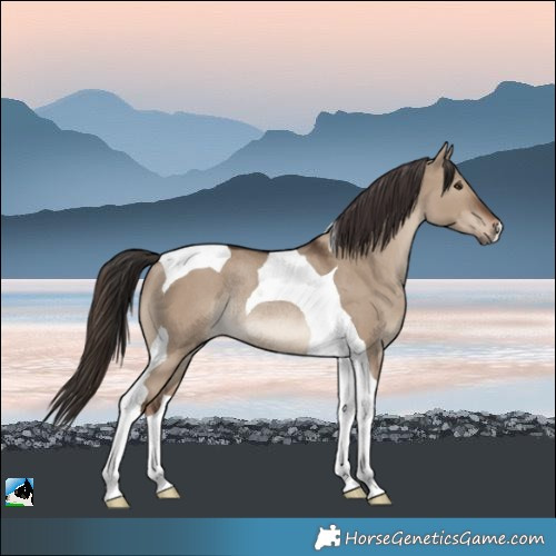 Horse Color:Liver Red Dun Tobiano Rabicano