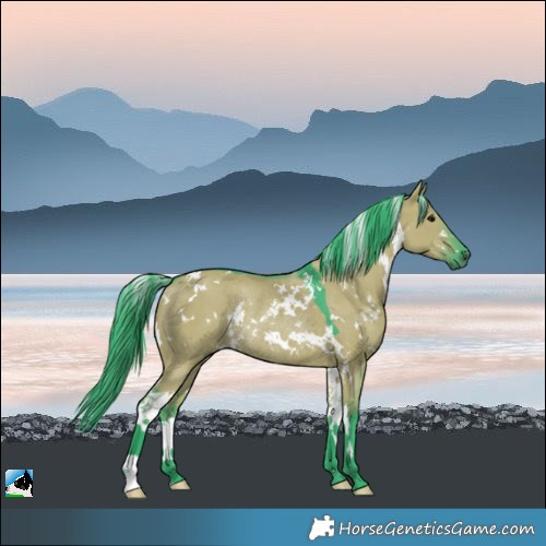 Horse Color:Watercolor White Spotted Grullo Rabicano 
