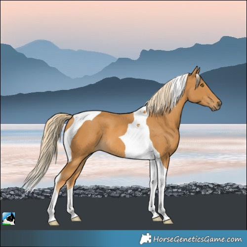 Horse Color:Palomino Tobiano 