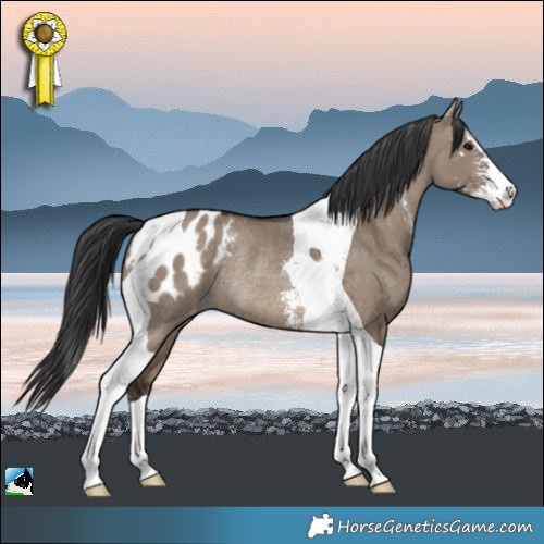 Horse Color:Brown Dun Sabino Tobiano Appaloosa Rabicano 