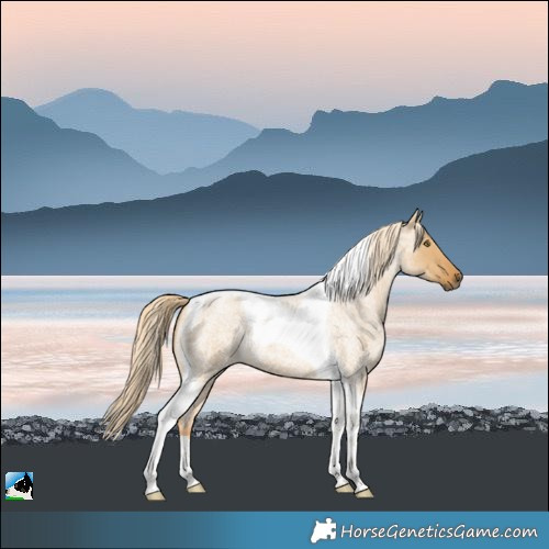 Horse Color:Palomino Roan Dun Tobiano 