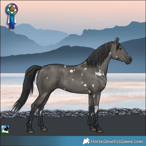 Horse Color:White Spotted Grullo 