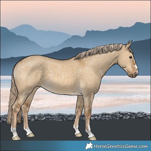 Horse Color:Chocolate Palomino Dun Rabicano