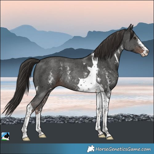Horse Color:Liver Chestnut Sabino Tobiano Rabicano 