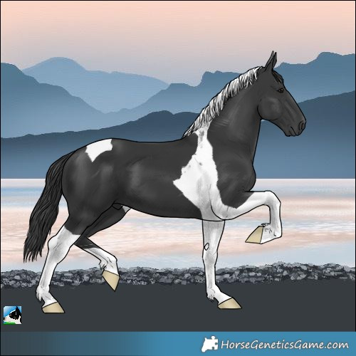 Horse Color:Black Tobiano