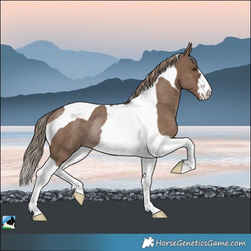 Horse Color:Liver Red Dun Tobiano Rabicano