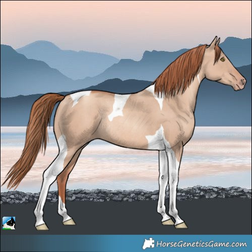 Horse Color:Gold Champagne Dun Tobiano Rabicano