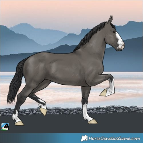 Horse Color:Grullo