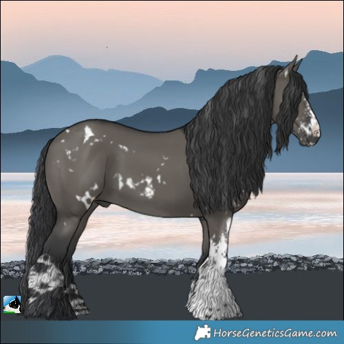 Horse Color:White Spotted Grullo Sabino 