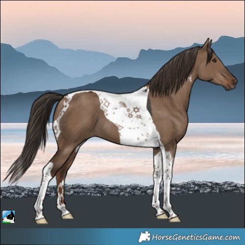 Horse Color:Liver Red Dun Tobiano