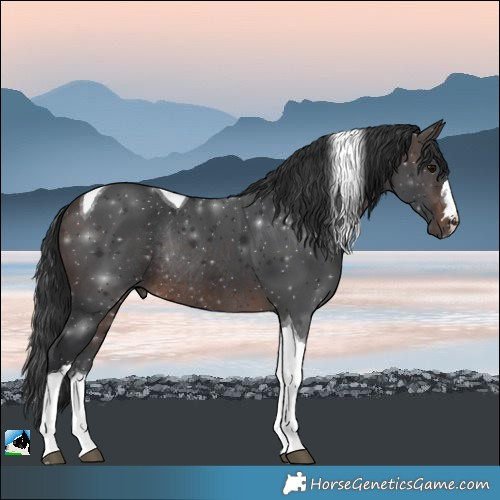 Horse Color:Brown Tobiano Rabicano 