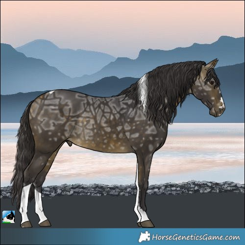 Horse Color:Buckskin Ice Tobiano Rabicano 