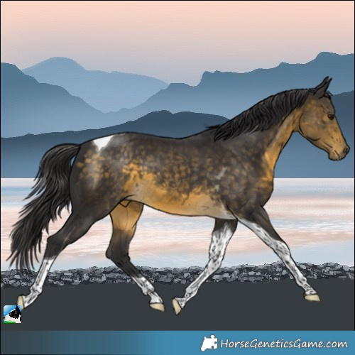 Horse Color:Buckskin Tobiano