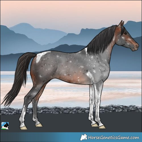 Horse Color:Bay Tobiano Rabicano 