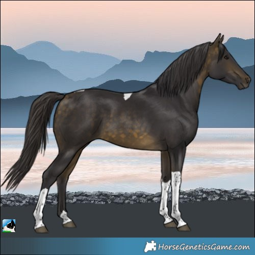Horse Color:Buckskin Tobiano Rabicano 