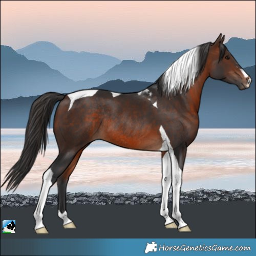 Horse Color:Brown Tobiano Rabicano 