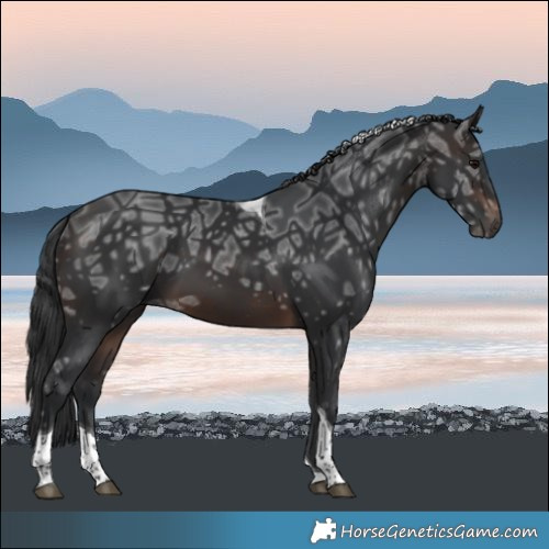 Horse Color:Brown Ice Tobiano