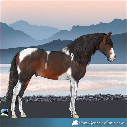 Horse Color:Bay Tobiano