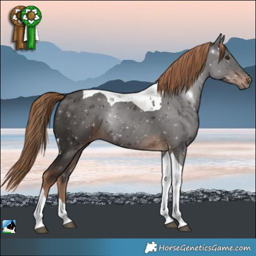 Horse Color:Liver Chestnut Tobiano 
