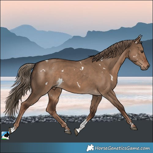 Horse Color:White Spotted Liver Red Dun Tobiano Rabicano 
