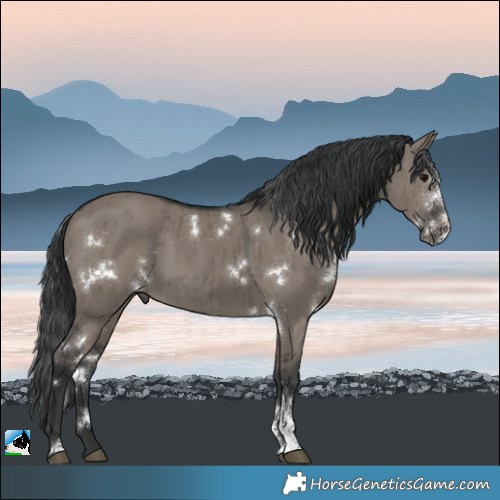 Horse Color:White Spotted Grullo Sabino Brindle 