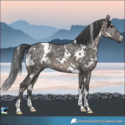 Horse Color:White Spotted Grullo Ice