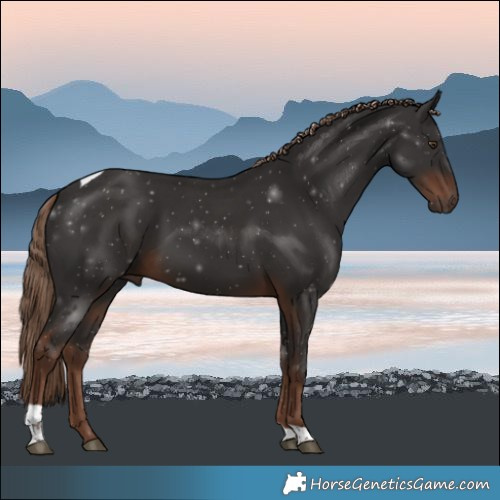 Horse Color:Liver Chestnut Tobiano Rabicano 