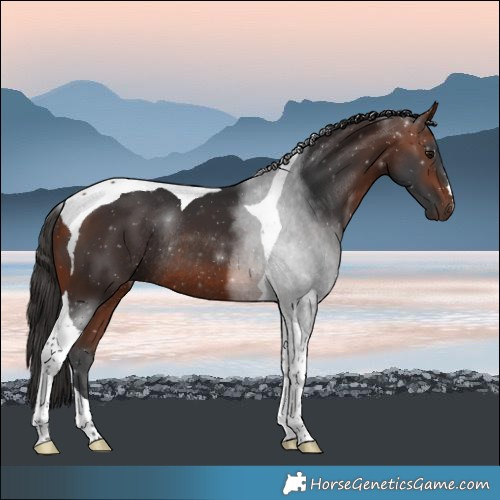 Horse Color:Bay Tobiano Rabicano