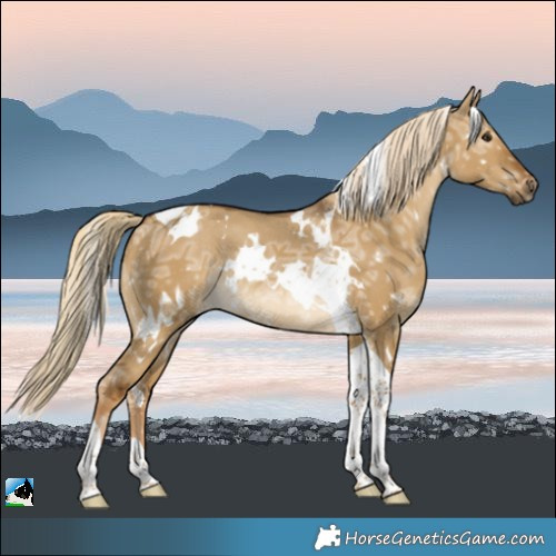 Horse Color:White Spotted Chocolate Palomino Ice Dun Tobiano Rabicano