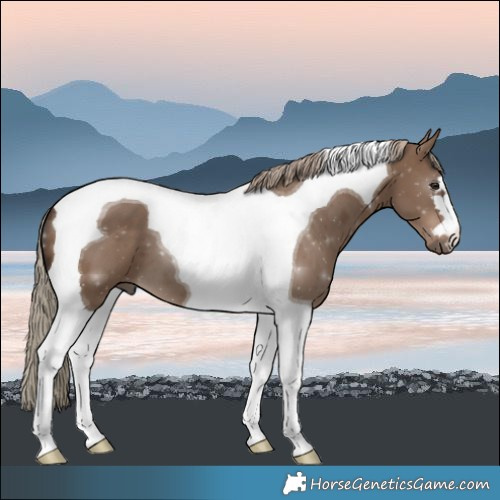 Horse Color:Liver Red Dun Tobiano 