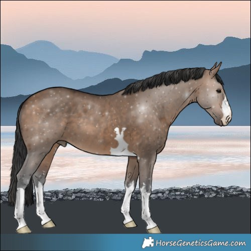 Horse Color:Brown Dun 