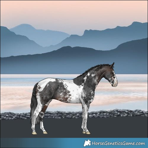 Horse Color:Brown Sabino Tobiano Rabicano 