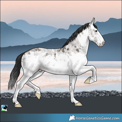 Horse Color:White Spotted Grullo Ice