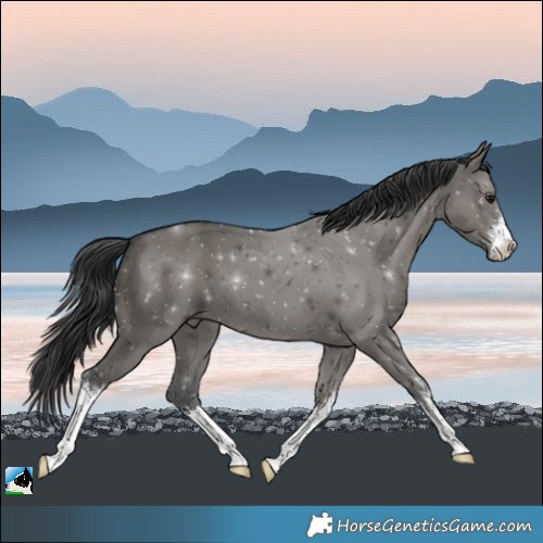 Horse Color:White Spotted Grullo