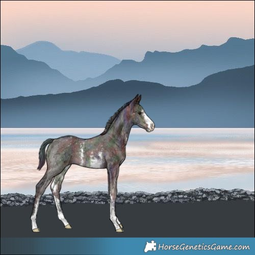 Horse Color:Nacre Brown Ice Dun Sabino 