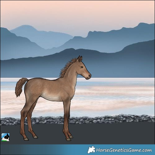 Horse Color:Liver Red Dun