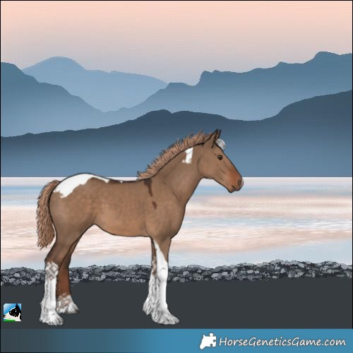 Horse Color:Liver Red Dun Tobiano 