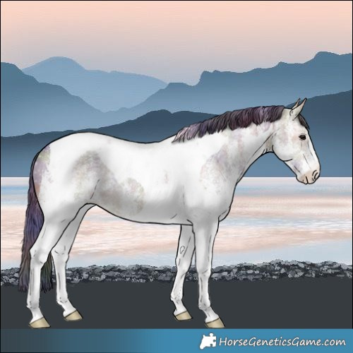 Horse Color:Nacre White Spotted Brown Ice Dun Tobiano
