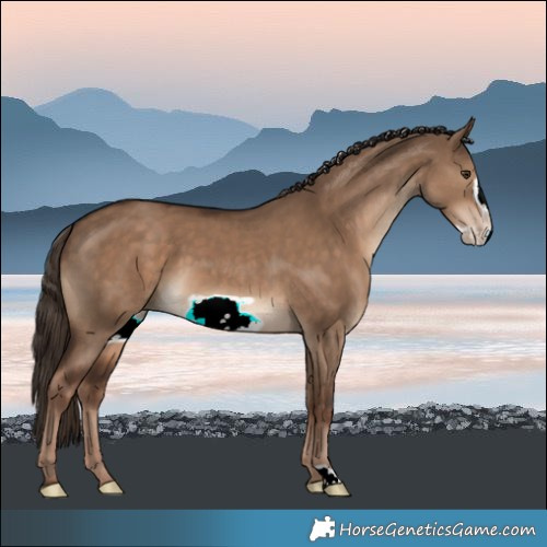 Horse Color:Liver Red Dun Frame 