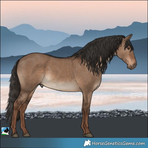 Horse Color:Liver Red Dun